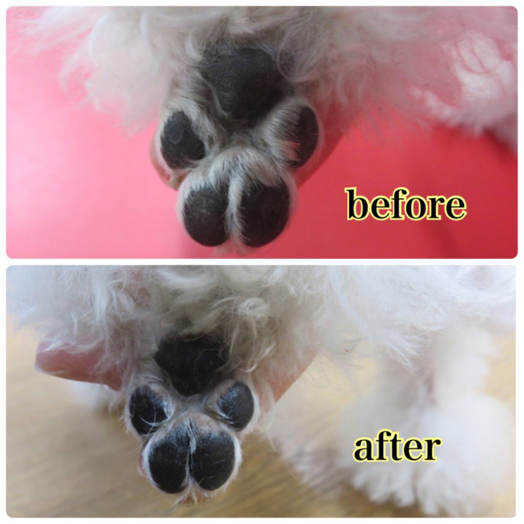 肉球ケアのすすめ トリミングサロン ハッピースタイル